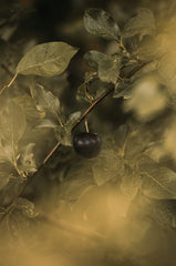 Black Currant 110 ml Reed Diffuser