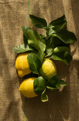 Sand + Paws Olive Lemon 21 oz scented candle