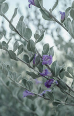 Eucalyptus & Lavender 11 oz scented candle
