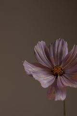 Violet Sandalwood 50ml Perfume Oil Dropper