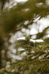 Pine & Sage 12 oz scented candle