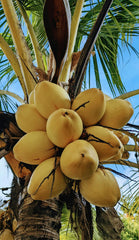 Mango Coconut 32 oz Body Wash