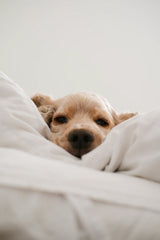 Sand + Paws Pet Waste Bags