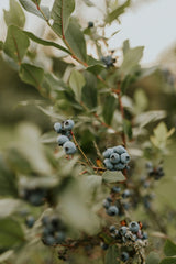 Sand + Paws Juniper Berry Sage 12 oz scented candle