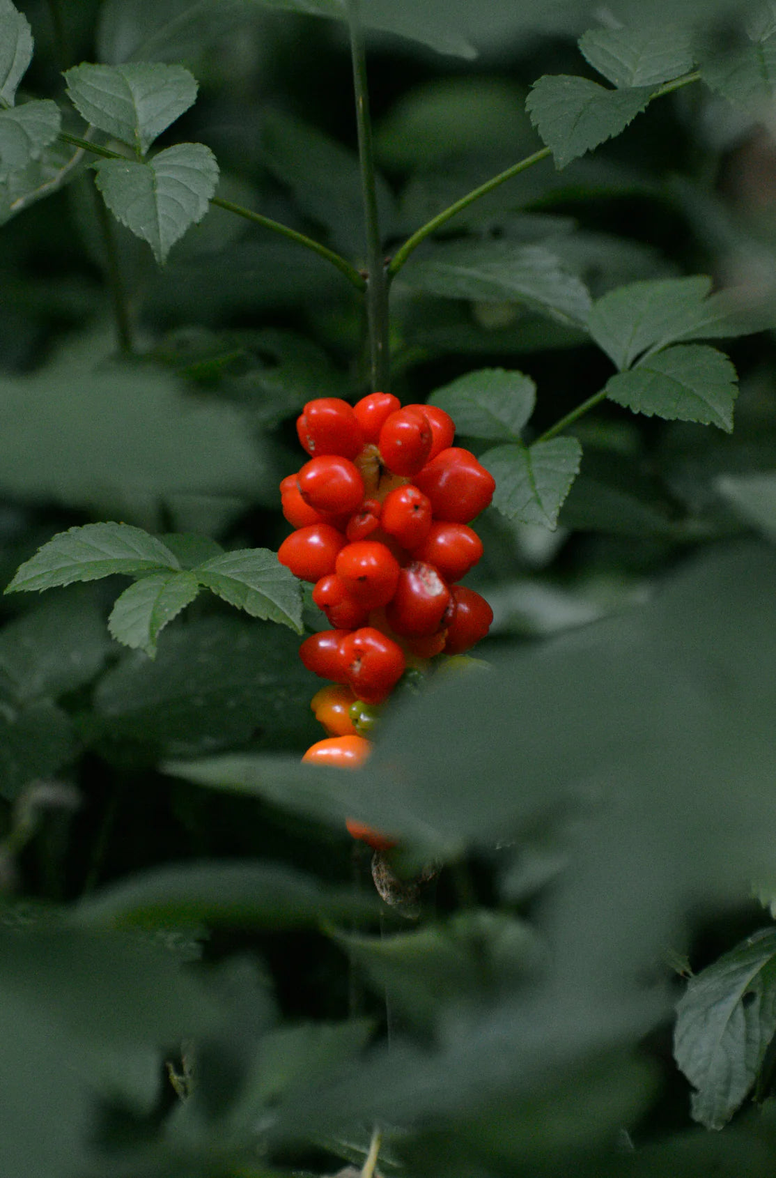 Berry Currant 9.5 oz scented candle