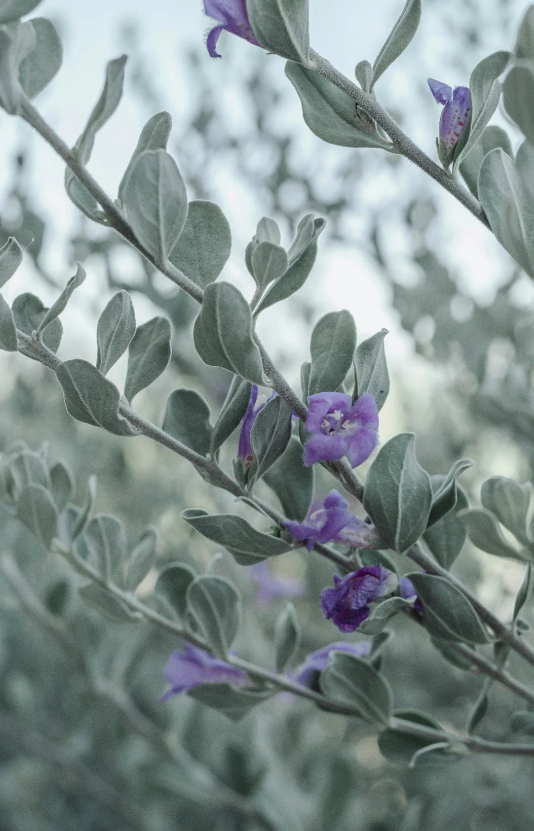 Eucalyptus & Lavender 11 oz scented candle