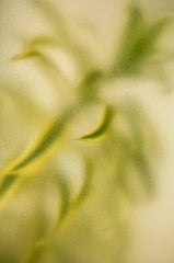 Lemongrass 12 oz scented candle