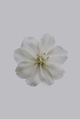 Fresh Jasmine 12 oz scented candle