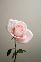 Sweet Rose 50 ml Perfume Oil Dropper