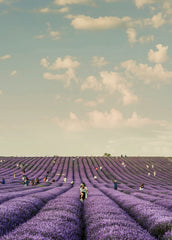 Sand + Paws French Lavender 12 oz scented candle