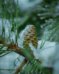 Frosted Fir 15.7 oz Liquid Hand Soap