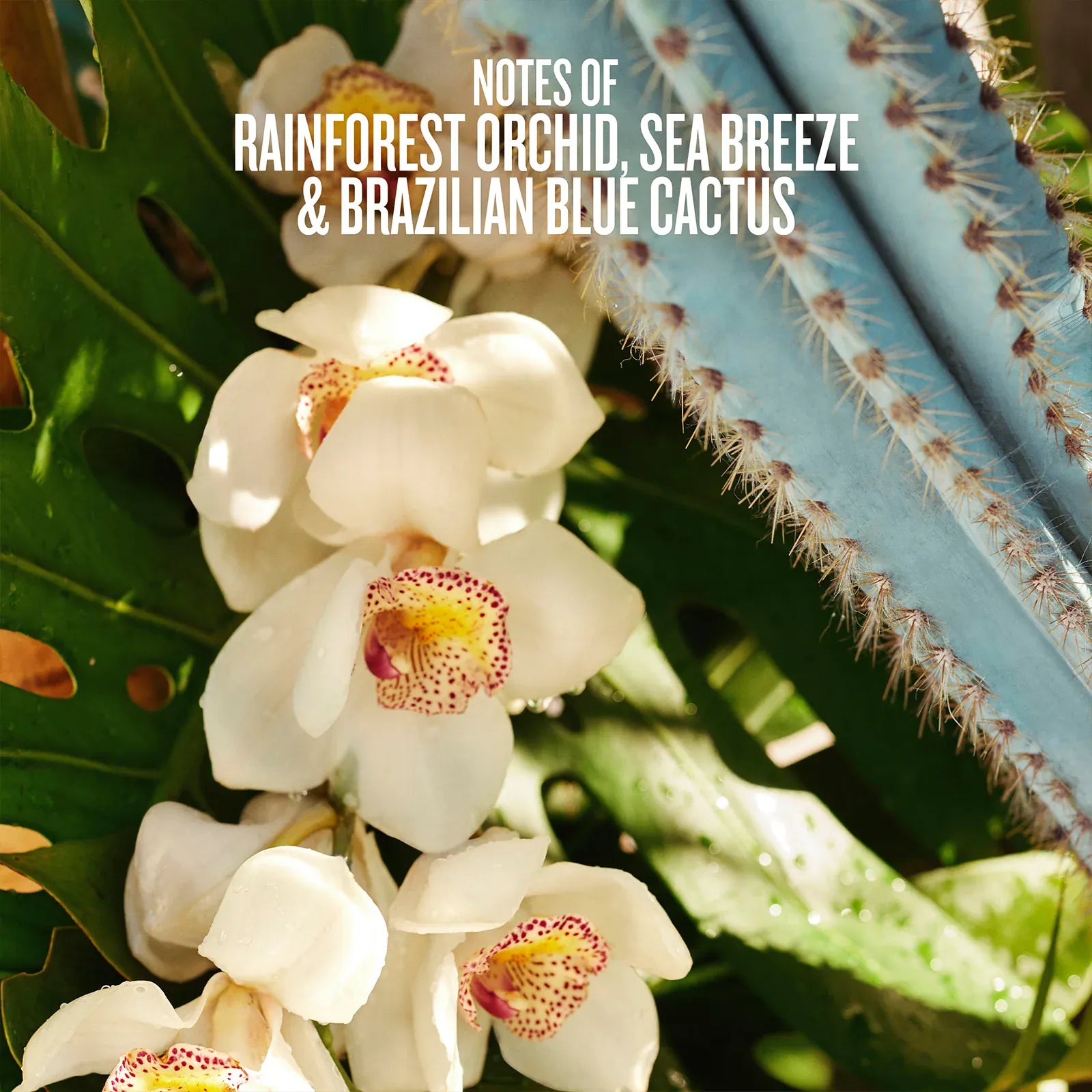Refresco Paraíso Perfume Mist Limited Edition