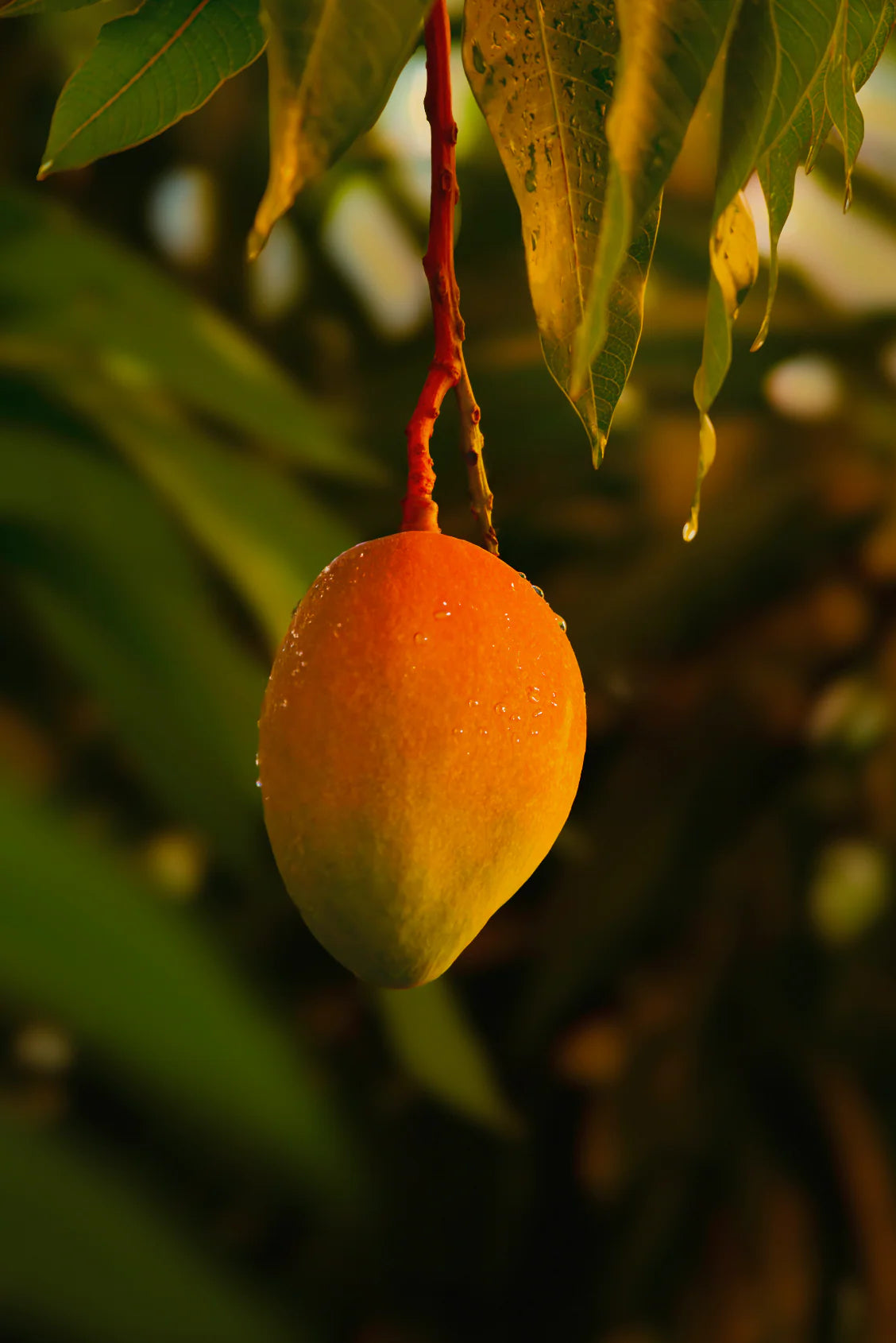 Guava Mango 11 oz scented candle