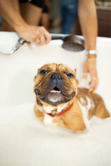 Sand + Paws Pet Shampoo & Conditioner - Coconut & Lavender