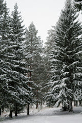 Winter Pine 9.5 oz scented candle