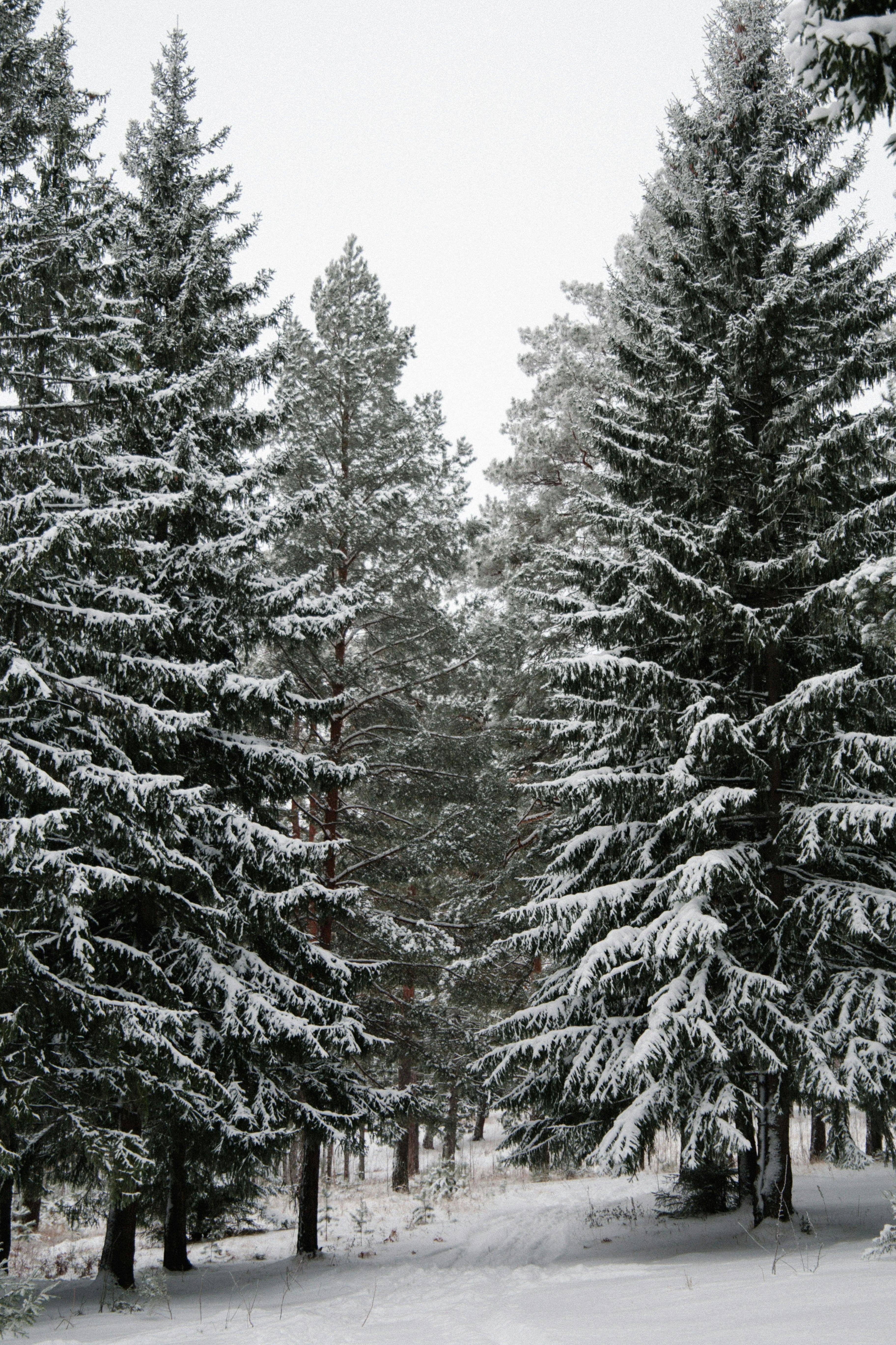 Winter Pine 107 ml Room Spray