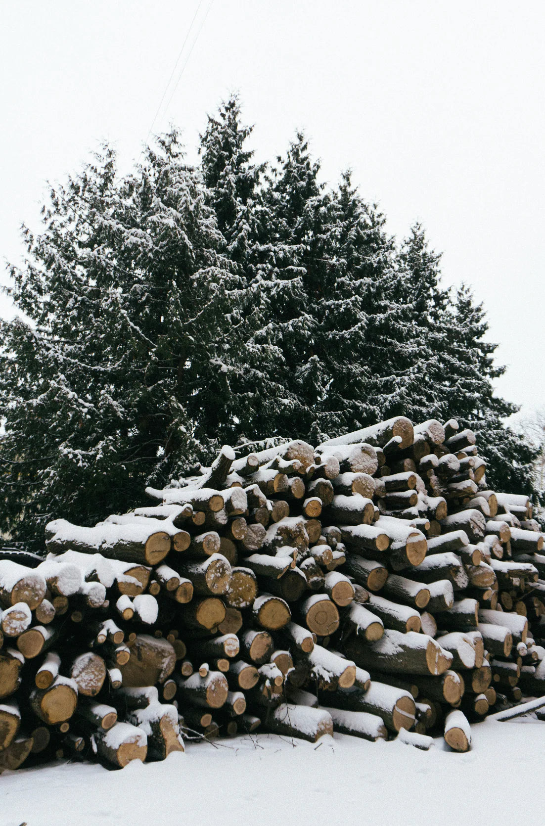 Firewood & Silver Fir 6 oz scented candle